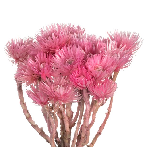 Natural Everlasting Flowers Dried