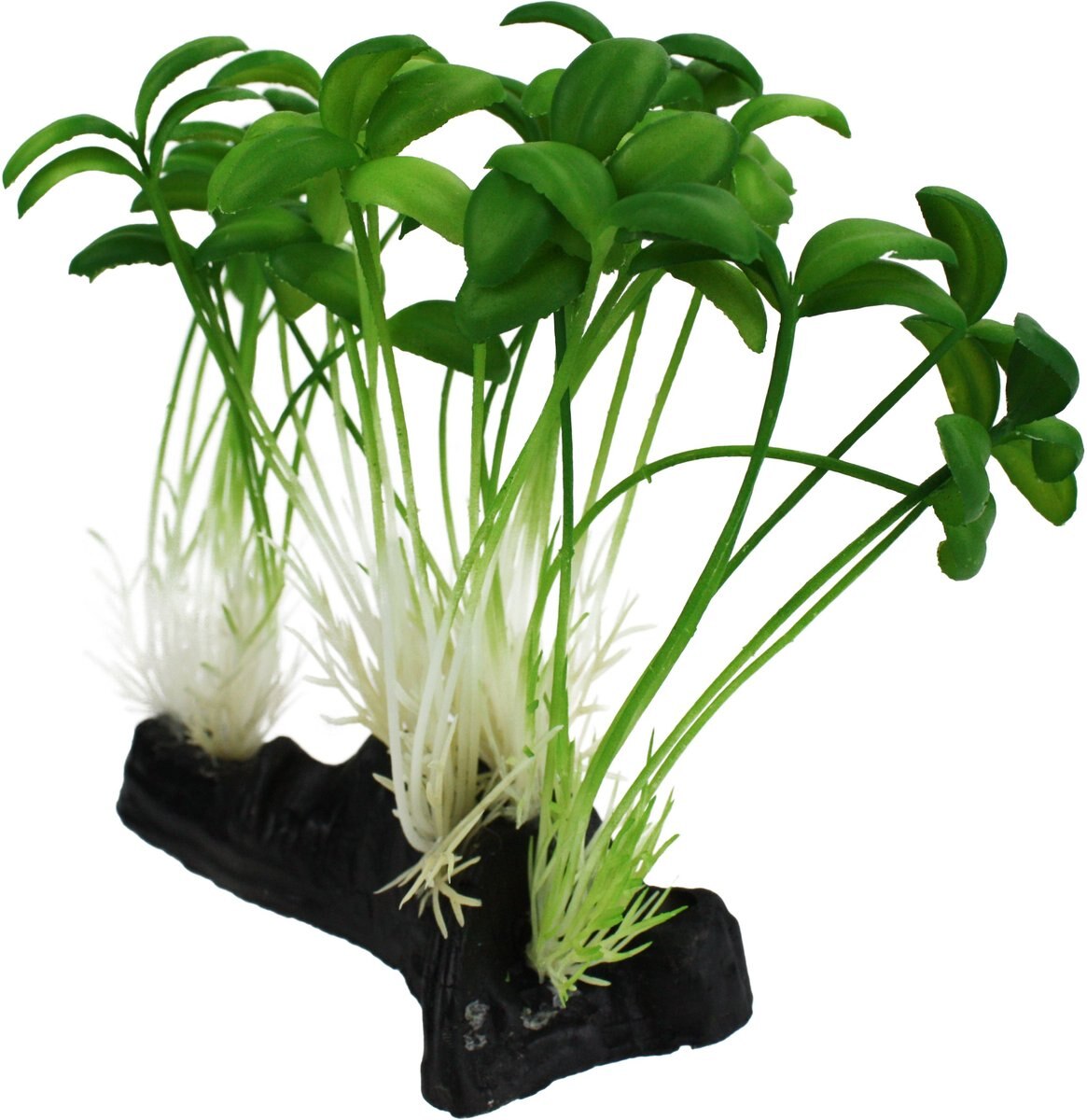 Komodo Sprouts Aquarium Plant， 5-in