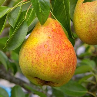 1 Gal. Pineapple Pear Tree PEAPIN01G
