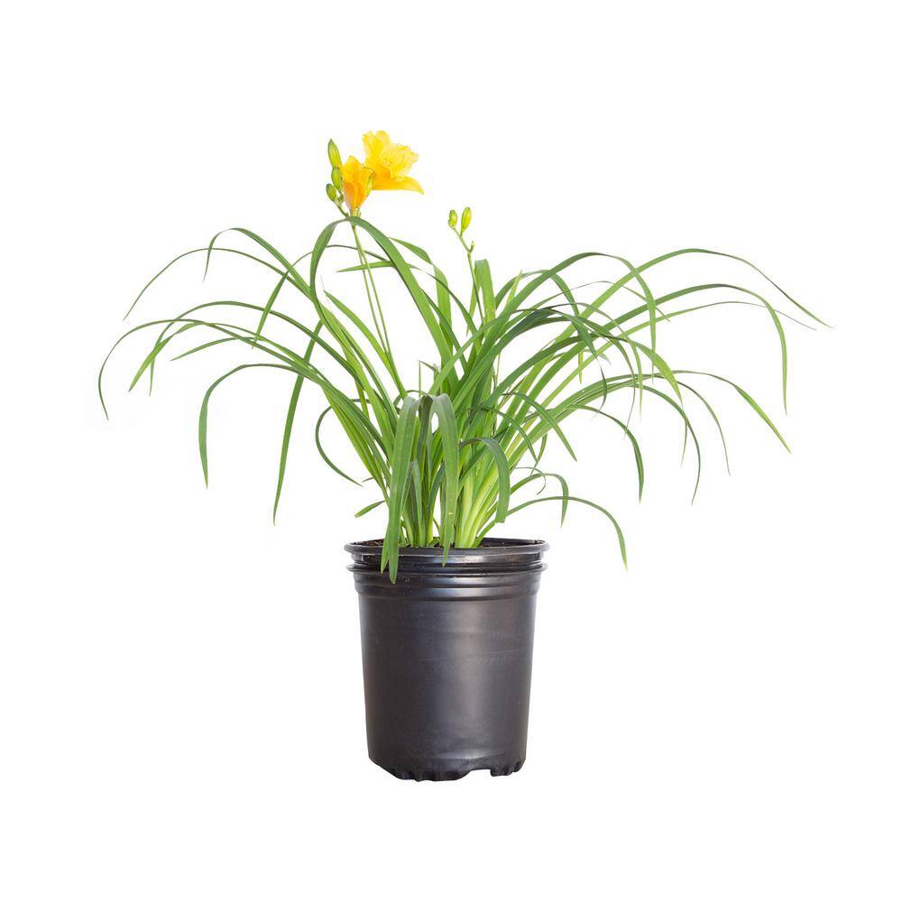 FLOWERWOOD 2.5 Qt. Stella De Oro Daylily Live Perennial Plant Yellow Flowers 2328Q