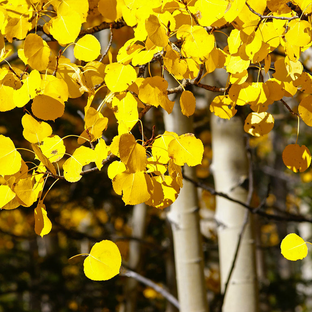 Quaking Aspen Tree