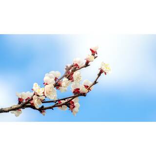 Online Orchards Dwarf Moorpark Apricot Tree - Largest and Sweetest Apricots (Bare-Root 3 ft. to 4 ft. Tall 2-Years Old) FTAC003