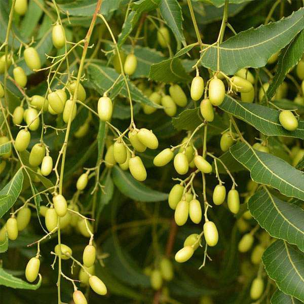 Azadirachta Indica, Neem - 0.5 kg Seeds