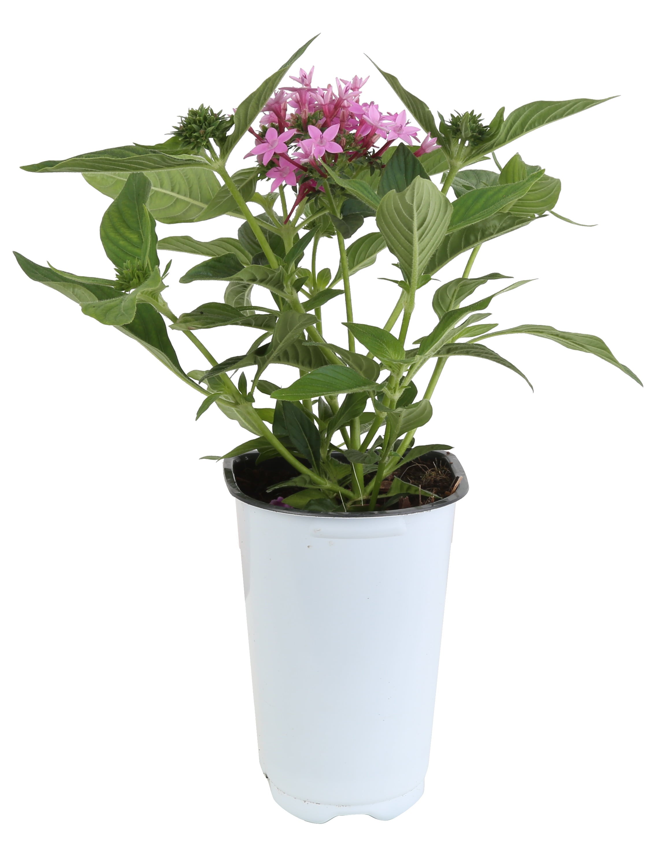 Costa Farms  Live Outdoor 11in. Tall Purple Pentas; Full Sun Outdoors Plant in 4.5in. Grower Pot， 4-Pack