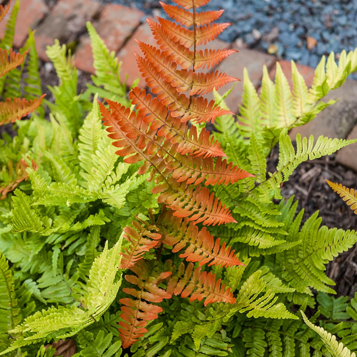 Brilliance Autumn Fern (Dryopteris)， Bare Root Starter Perennial Plant (1-Pack)