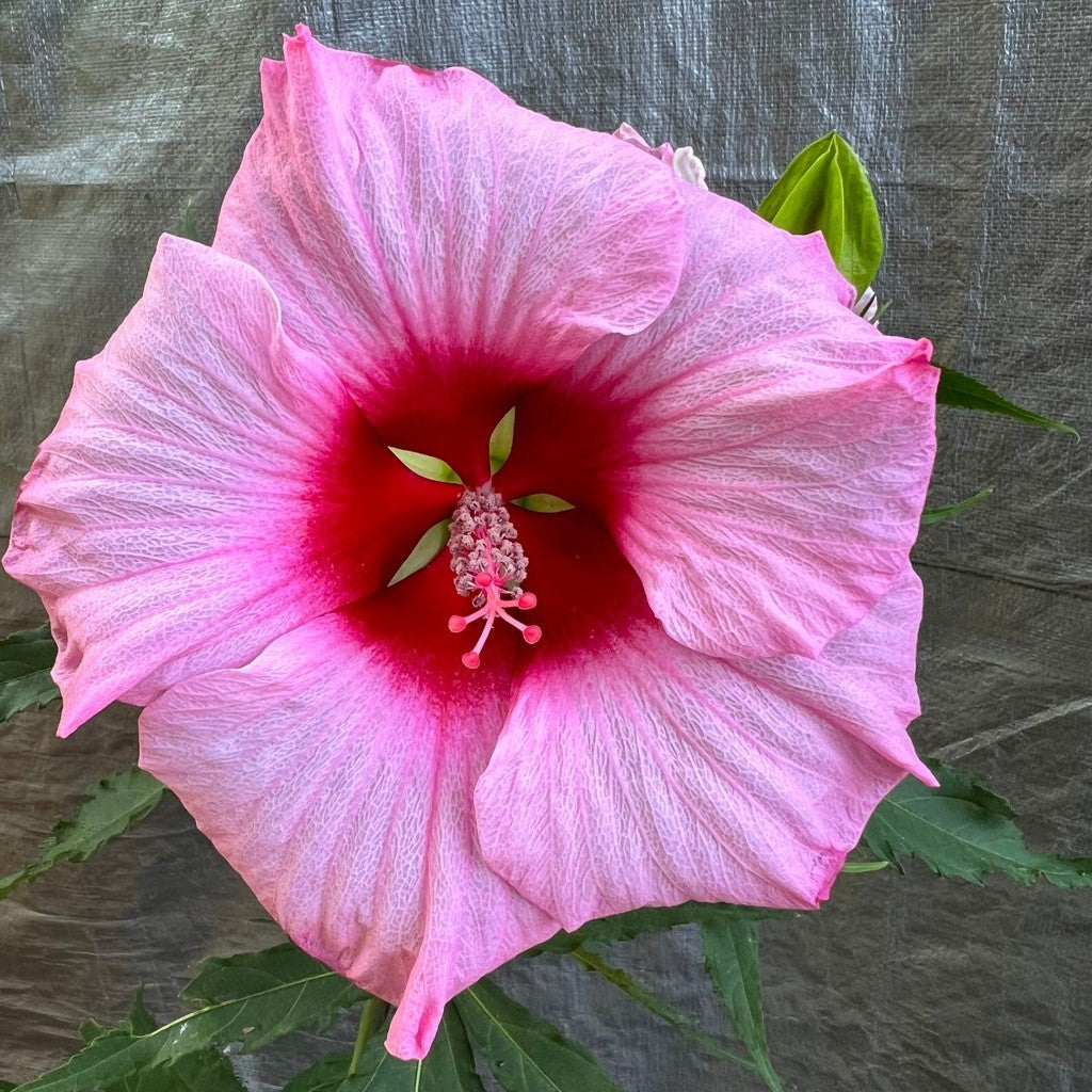 Lady Baltimore Hibiscus Shrub