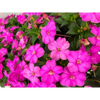 SunPatiens 18-Pack Compact Hot Pink SunPatiens Impatiens Outdoor Annual Plant with Pink Flowers in 2.75 In. Cell Grower's Tray DC18PKSUNPIN