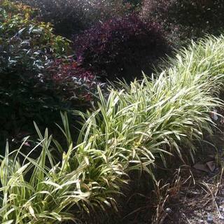 FLOWERWOOD 2.5 Qt. Variegated Liriope - Live Groundcover Grass 4009Q