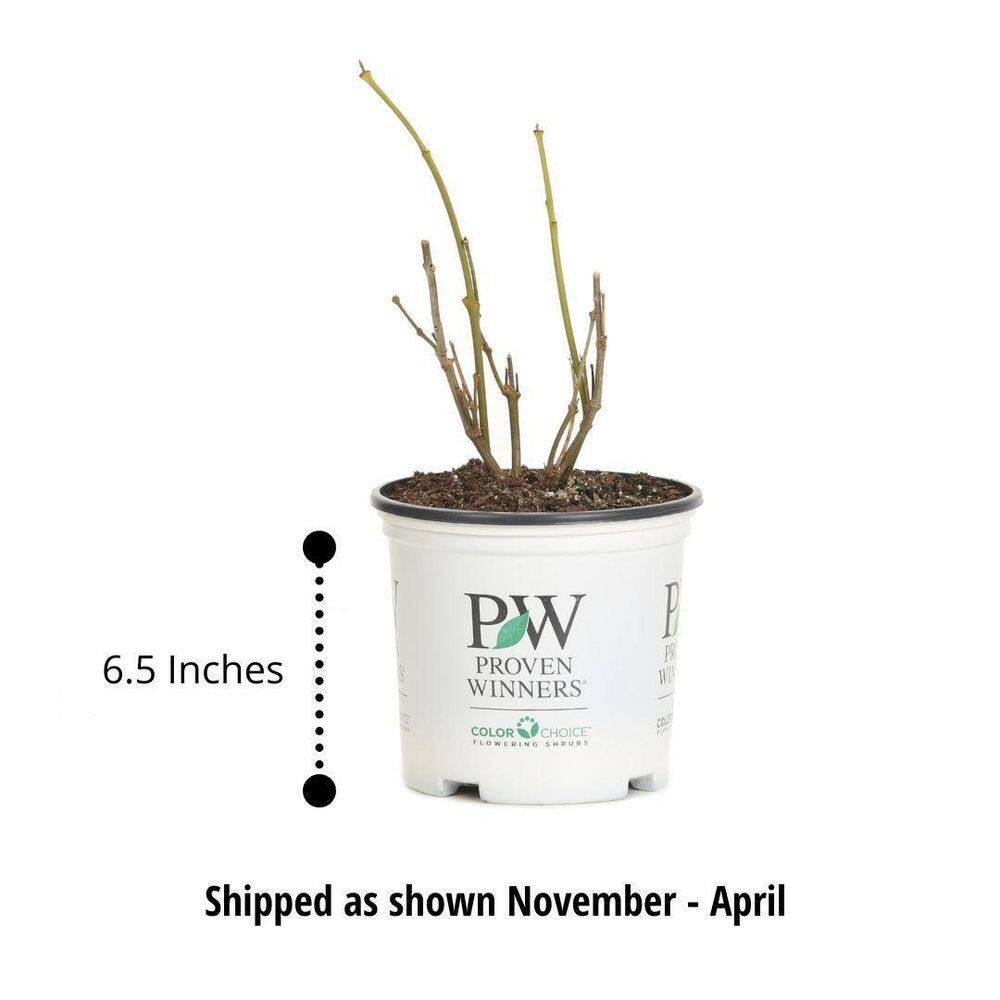 PROVEN WINNERS 1 Gal. Sting Arborvitae (Thuja) Live Plant Shrub Green Foliage THJPRC1086101