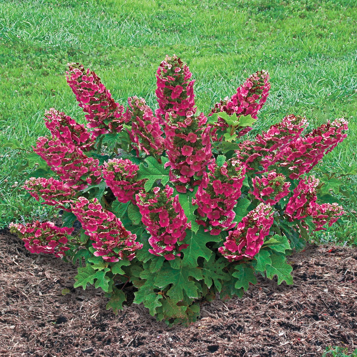 Ruby Slippers Dwarf Oakleaf Hydrangea Dormant Bare Root Starter Flowering Shrub (1-Pack)