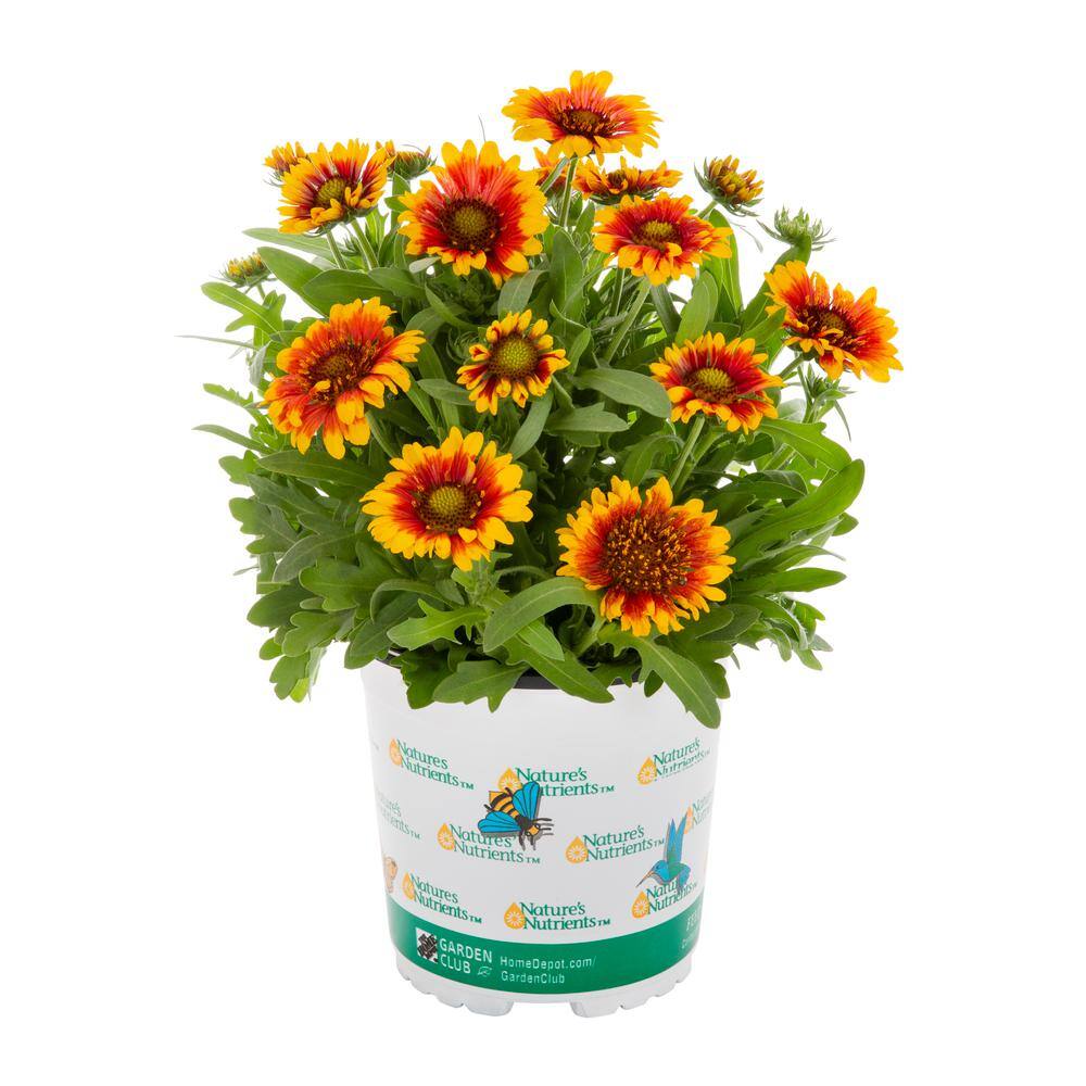 Vigoro 2.5 Qt. Red Starburst Nature's Nutrients Gaillardia Stop Perennial Plant 54937