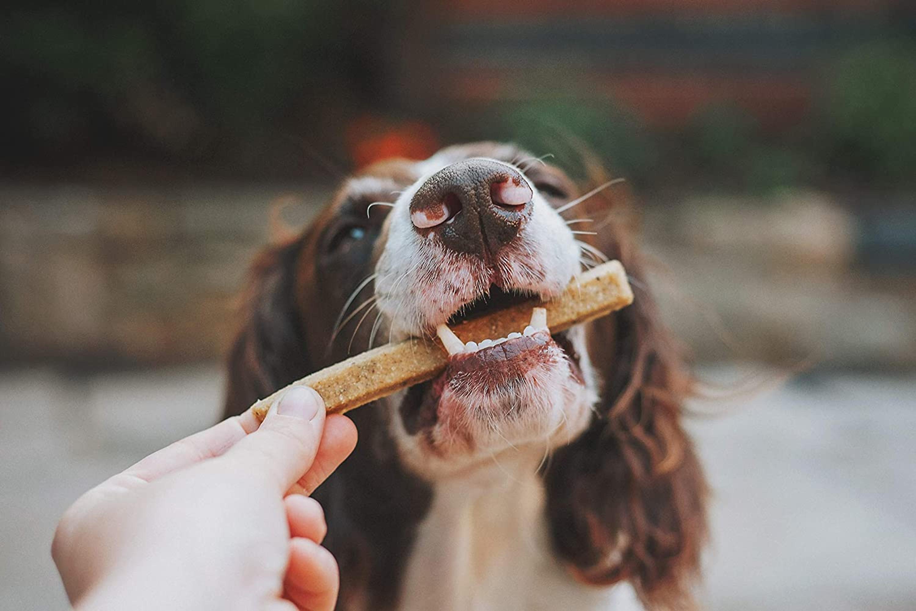 Denzel's Healthy Dog Treats Banana Berries and Salmon