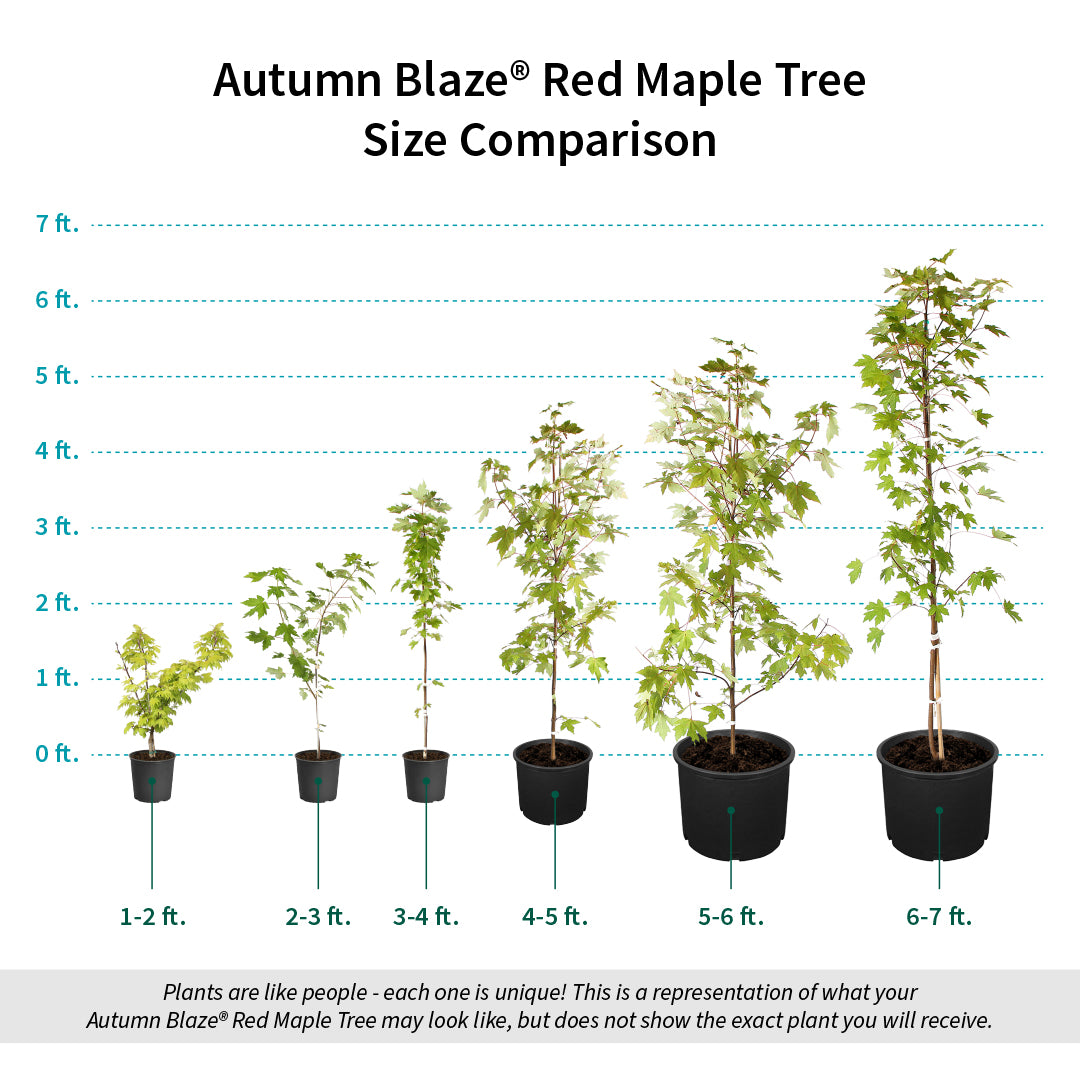 Autumn Blaze® Red Maple Tree