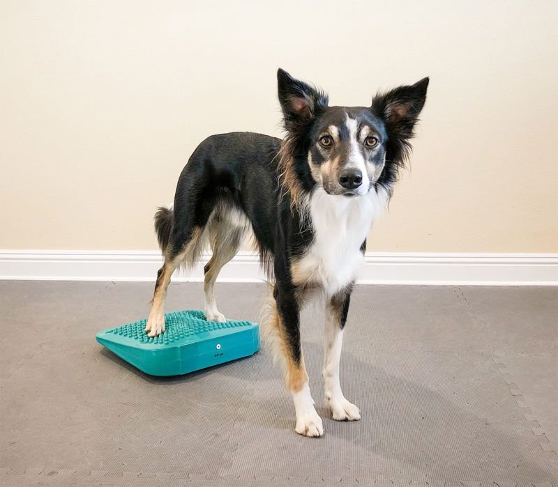 FitPAWS Dog Balancing Ramp