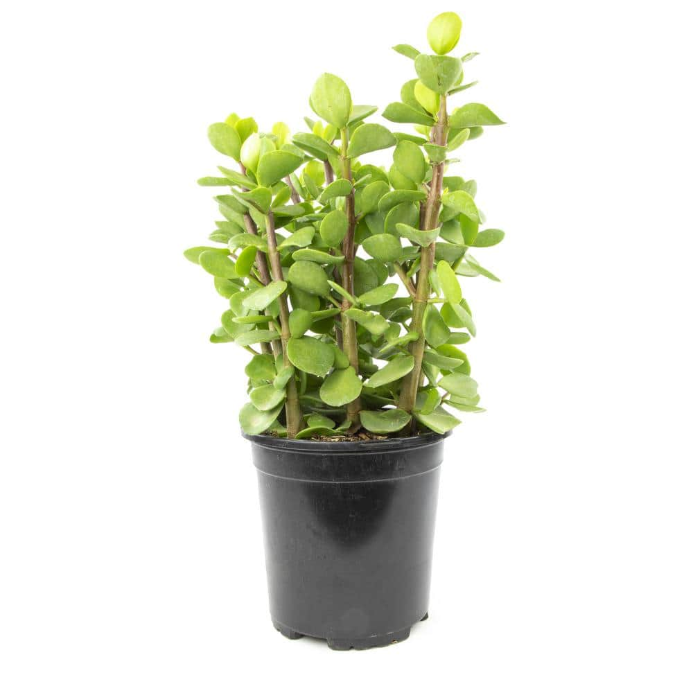 SMART PLANET 1G Portulacaria Mammoth (Porkbush) in Grow Pot - Single Plant 0880118