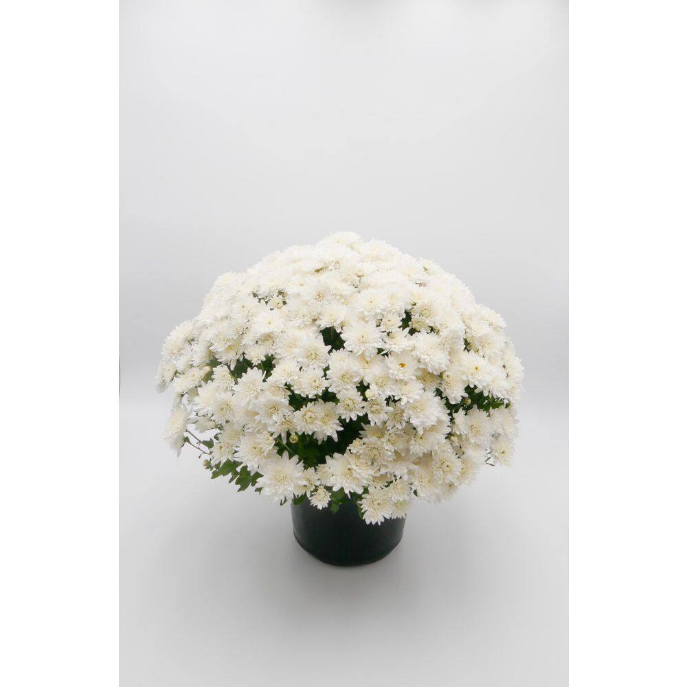 BELL NURSERY 3 Qt. White Chrysanthemum Annual Live Plant with White Flowers in 8 in. Grower Pot (2-Pack) CHMUM8WHT2PK