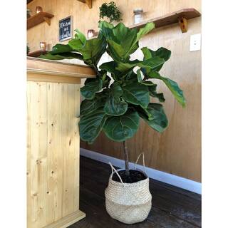 Costa Farms Ficus Lyrata Fiddle Leaf Fig Indoor Plant in 10 in. White Planter Average Shipping Height 3-4 ft. Tall CO.FL11.3.SEA