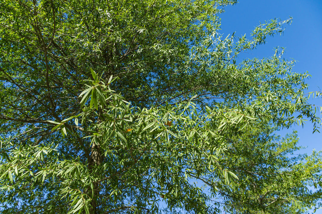 5 Gal. Willow Oak Tree