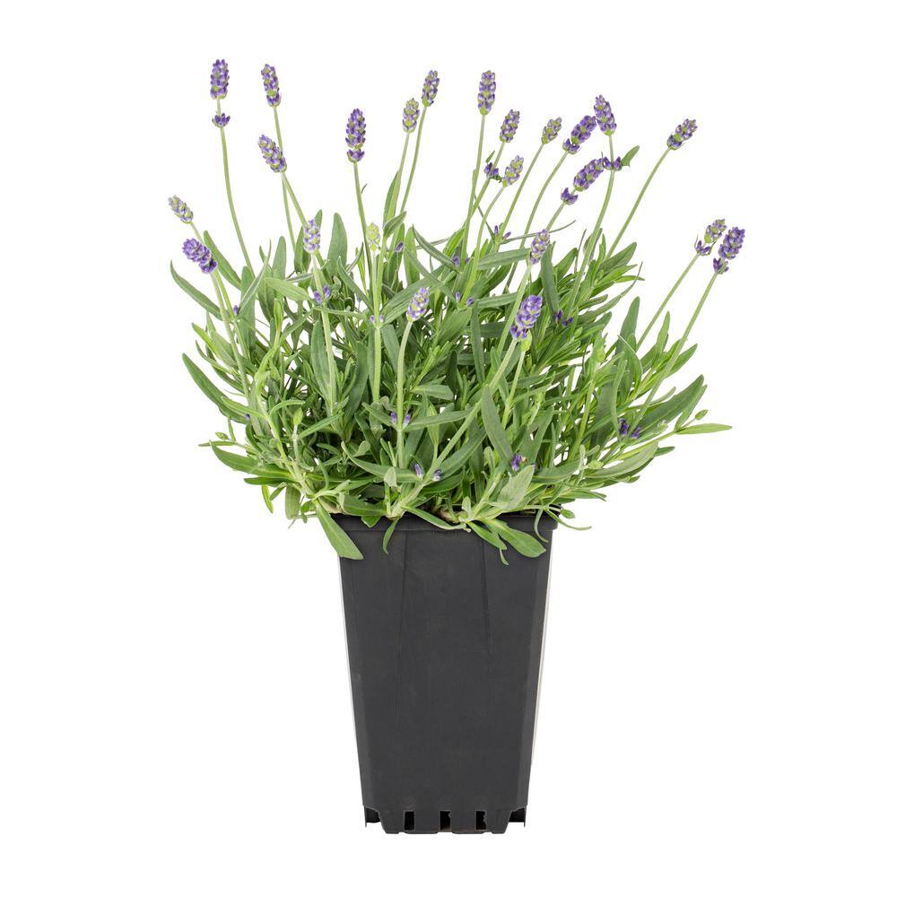 Vigoro 1 qt. Purple Lavender Scent Blue Perennial Plant 69058