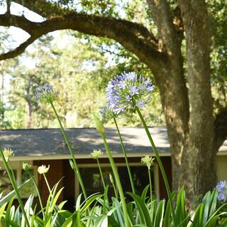 Blue Flowering Agapanthus Shrub in 1 Gal. Grower's Pot THD00005