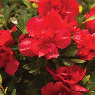 ENCORE AZALEA 1 Gal. Autumn Bonfire Reblooming Azalea Shrub with Red Flowers 80371