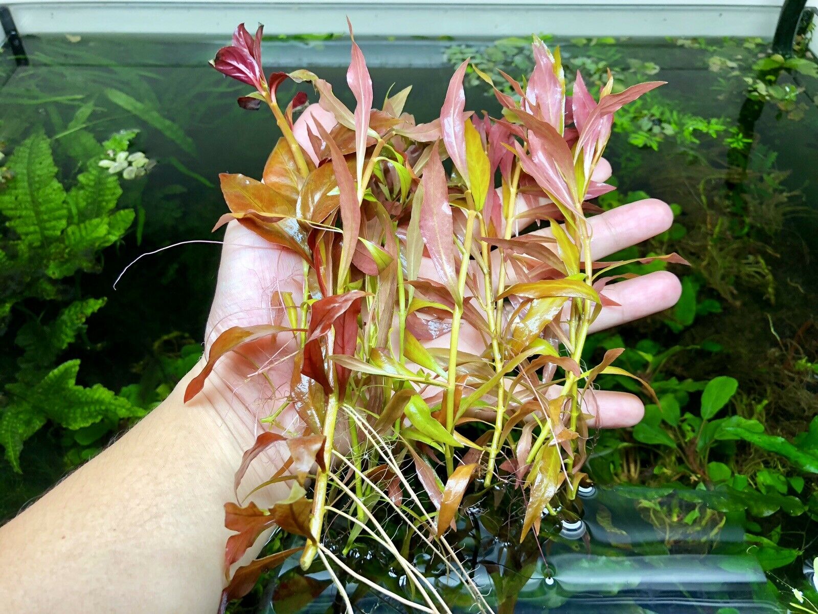 Vietnamese Rotala (Vietnam Hr'a) Bunch Live Aquarium Plants BUY2 GET1 FREE