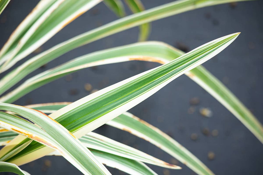 1 Gal. Variegated Flax Lily - Drought Tolerant - Indoor or Outdoor Flowering Accent Grass