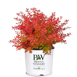 PROVEN WINNERS 2 Gal. Sunjoy Neo Barberry Shrub with Orange Foliage 17646