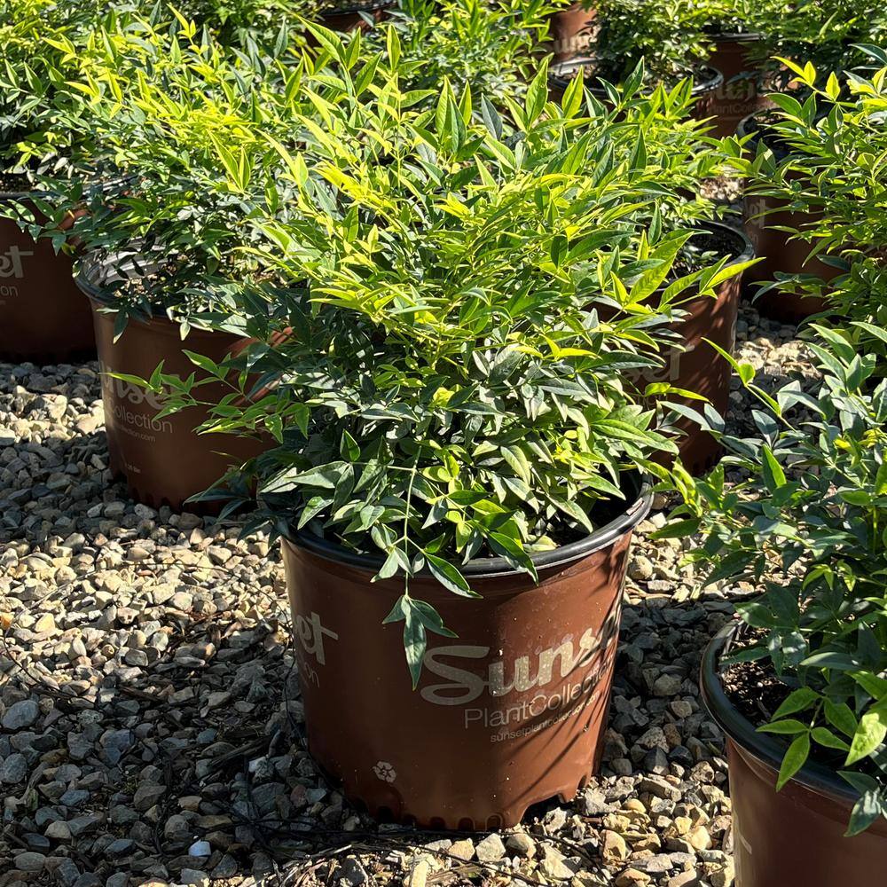 Alder  Oak #3 Container 'Lemon Lime' Heavenly Bamboo NALL03