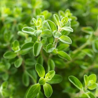 Bonnie Plants 19 oz. Italian Oregano Herb Plant (2-Pack) 202017