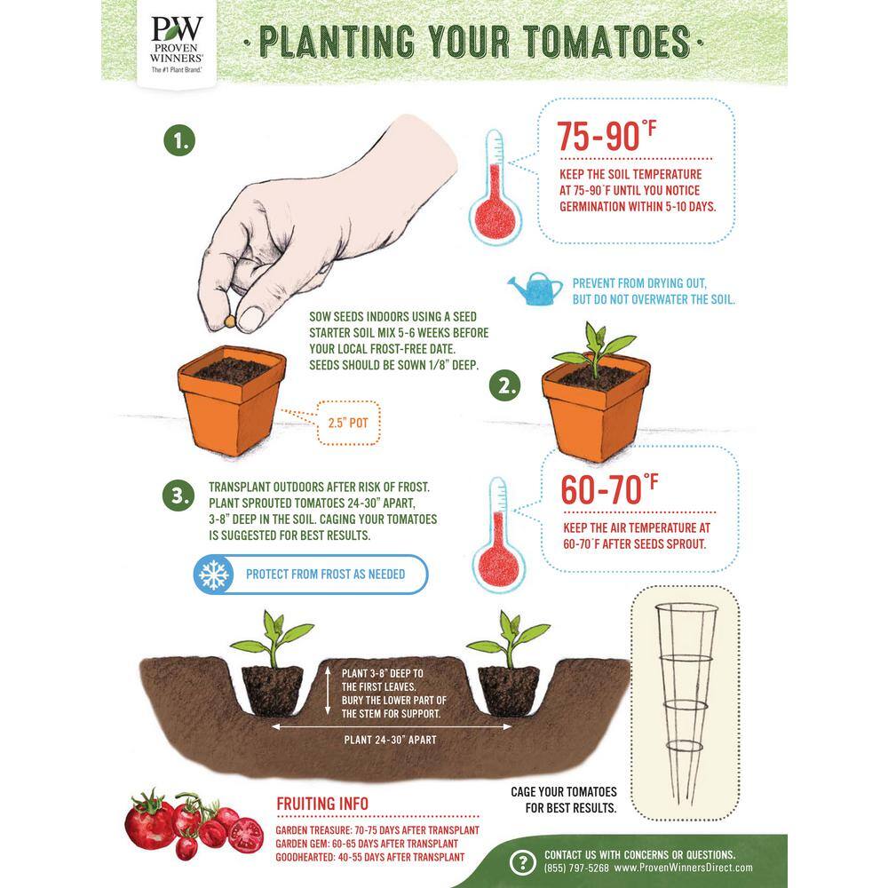 PROVEN WINNERS 15-Count Seeds Tempting Tomatoes Goodhearted (Lycopersicon) Cherry Tomato Seeds ZZRTOM100ZR04