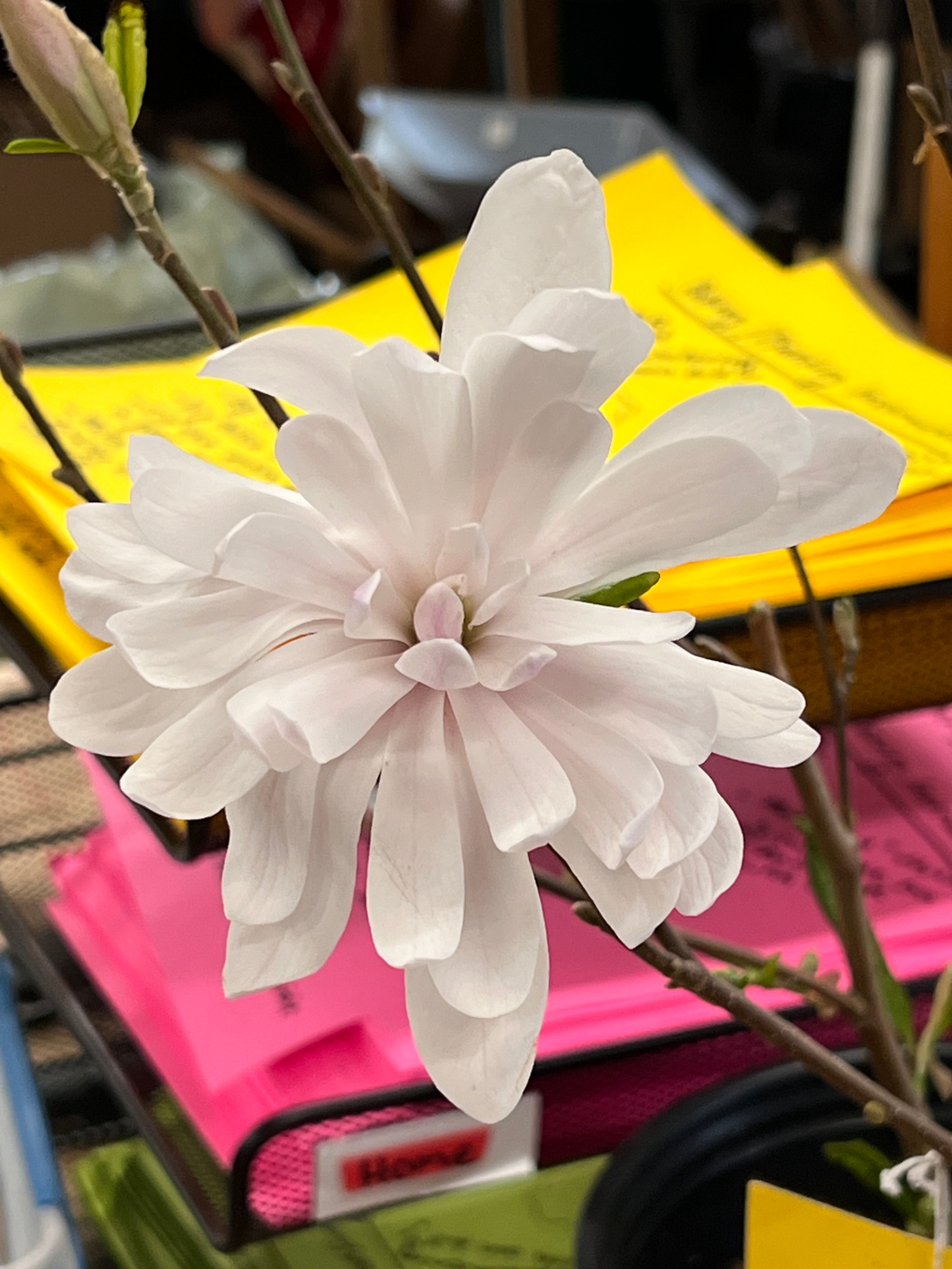 Centennial Blush Magnolia Tree