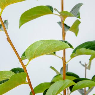 Perfect Plants 4.5 ft. Tall Hana Fuyu Persimmon Tree Self Fruitful Non-Astringent Variety THD00582