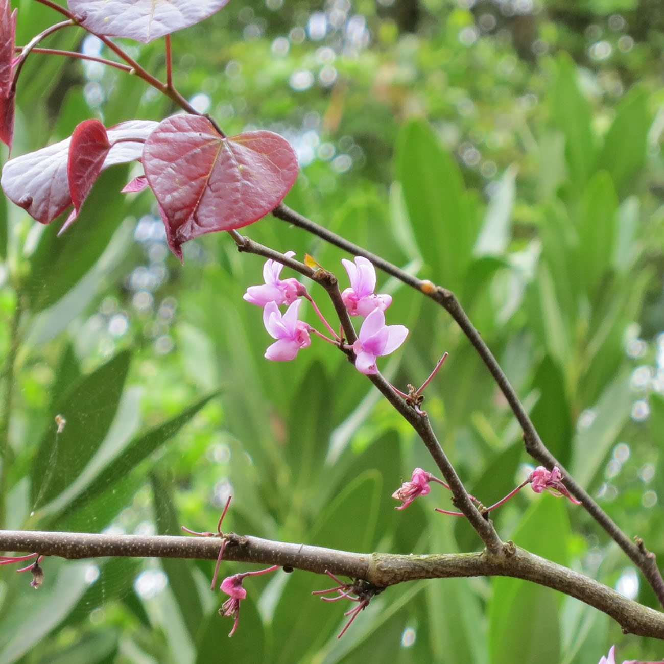 4-5ft Forest Pansy Redbud - Pink Flowers - Purple Foliage