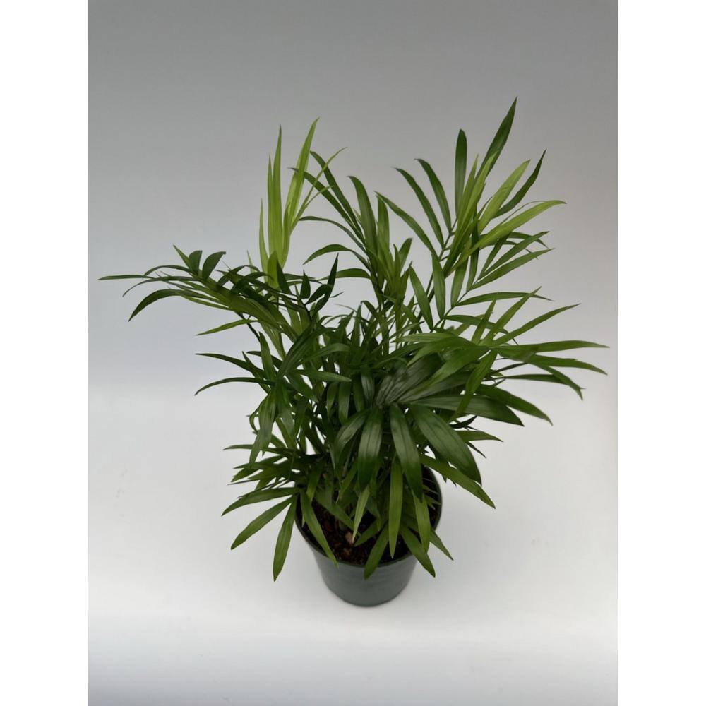 4 in. Neanthe Bella Palm Plant in Grower Pot NBPalm