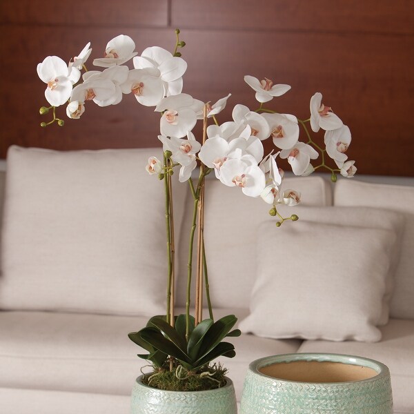 Phalaenopsis Orchid DropIn 31