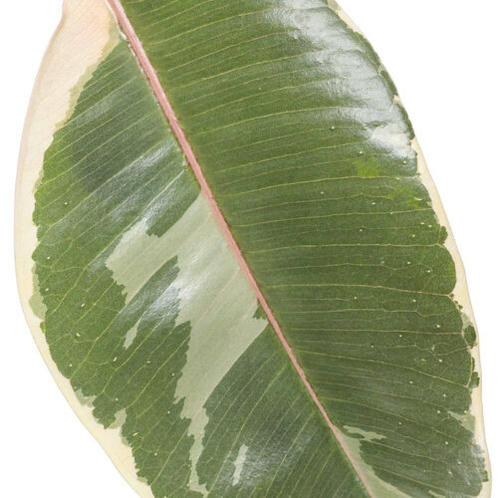 PROVEN WINNERS leafjoy Collection Ficus Elasica Tineke (Rubber Tree) Live Indoor Plant in 7 in. Seagrass Pot Avg Ship Height 15 in. PWFET6SEA1PK