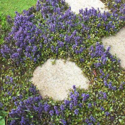 Classy Groundcovers - Ajuga reptans 'Chocolate Chip' Creeping Carpet Bugle 'Chocolate Chip'， Sicklewort 'Chocolate Chip'， Carpenter's Herb 'Chocolate Chip' {25 Pots - 3 1/2 inch Square}