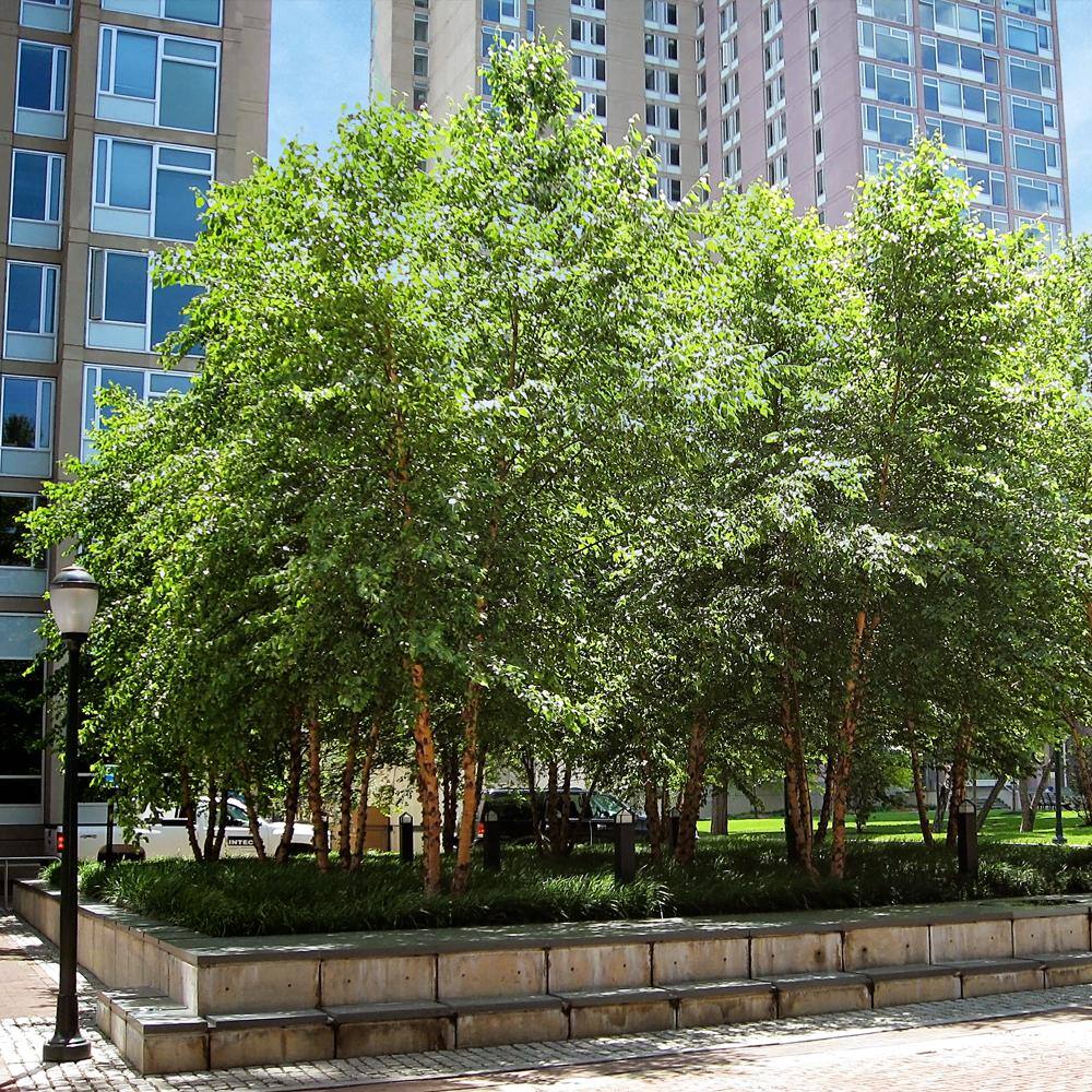 Dura Heat River Birch Multi-Trunk Shade Tree BIRDHT05G