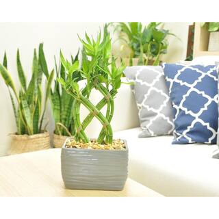 Costa Farms Grower's Choice Braided Lucky Bamboo Indoor Plant in 5.5 in. Gray Sqaure Ceramic Pot Avg. Shipping Height 7 in. Tall BAMWVBRGALBLKSQ