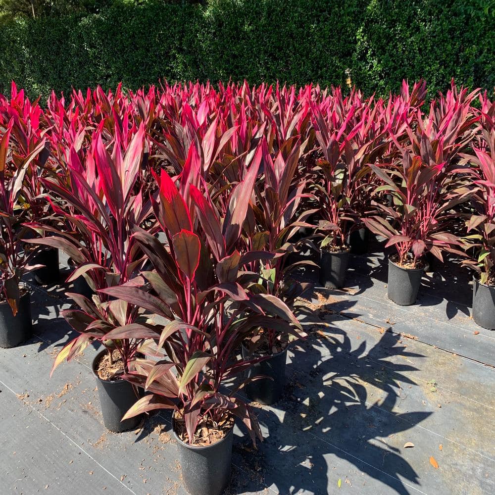 OnlinePlantCenter 3 Gal. Red Sister Hawaiian Ti Cordyline Plant With Red Foliage CORD8211G3