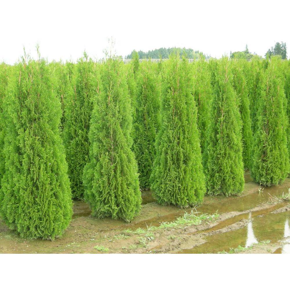 5 Gal. Emerald Green Arborvitae Tree CFSP504