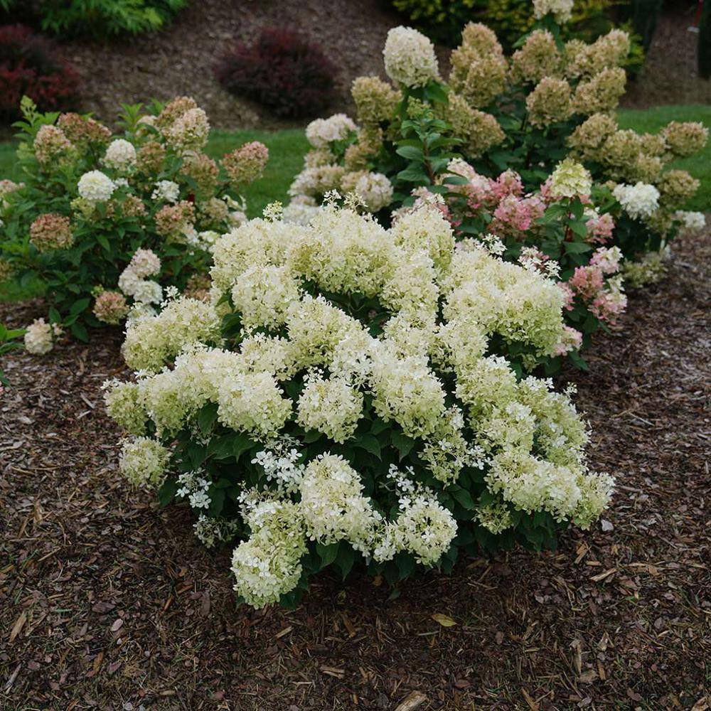 PROVEN WINNERS 1 Gal. Puffer Fish Panicle Hydrangea (Paniculata) Live Plant Shrub White to Pink Flowers HYDPRC1226101