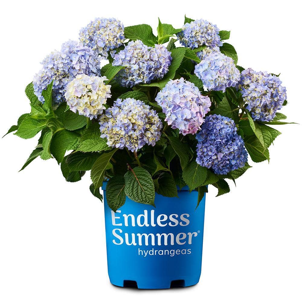 Endless Summer 1 Gal. The Original Reblooming Hydrangea Flowering Shrub with Pink or Blue Flowers 10530