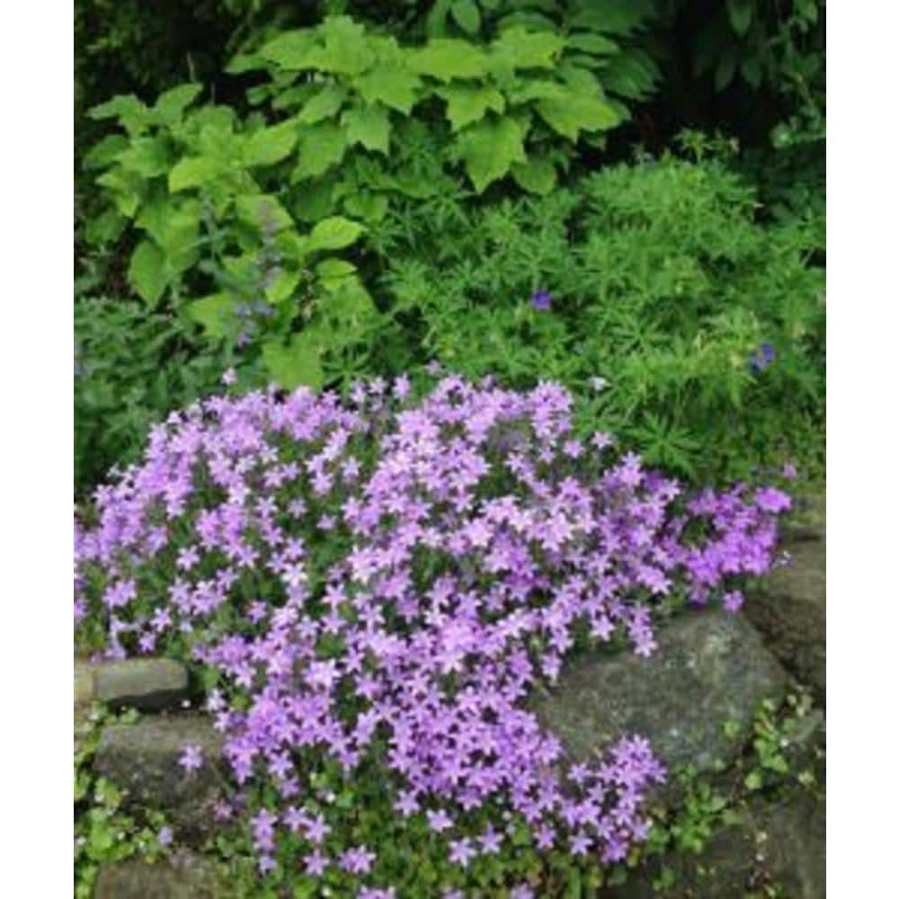 1.0-Pint Pratia Perennial Plant with Purple Flowers (4-Pack) 2531