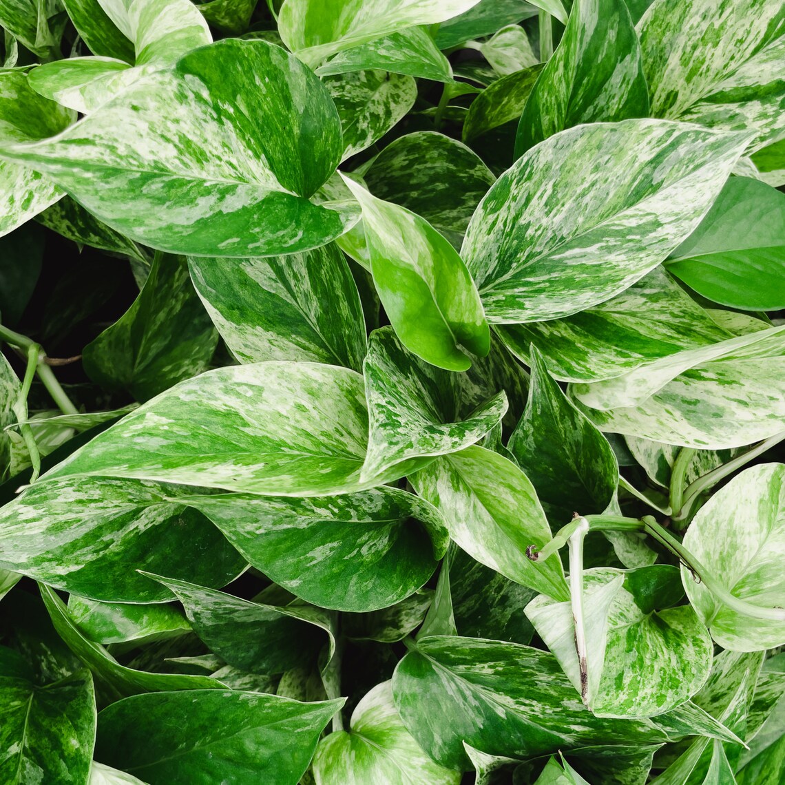 Live Marble Queen Pothos Plant - 4