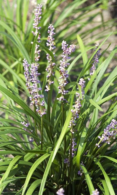 Liriope Muscari 'Big Blue' Lily Turf