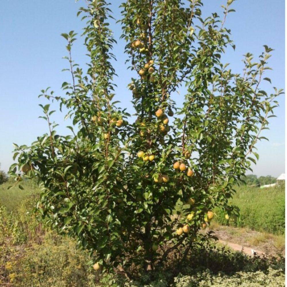 5 gal. Kieffer Pear Tree PEAKEI05GSL