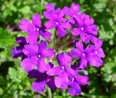 Classy Groundcovers - A collection of Magenta Blooming Plants for Sun that Deer Avoid: 25 Verbena 'Homestead Purple'， 25 Purple Cone Flower， 25 Ice Plant