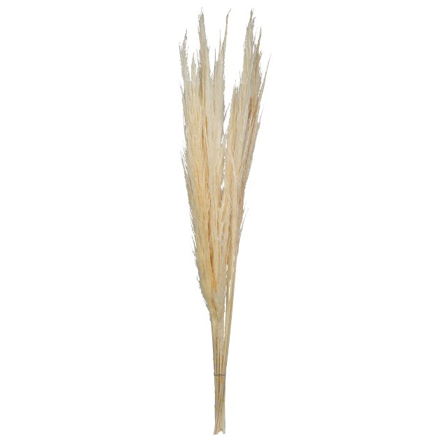 Dried Bleached Pampas Grass 6 Pieces Per Pack